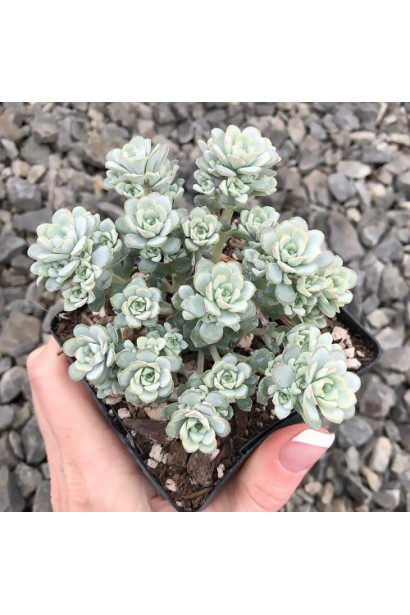 Sedum Cape Blanco у контейнерній композиції